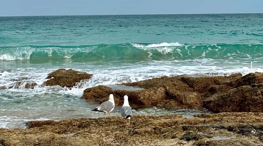 strandurlaub auf fuerteventura - möwen am meer