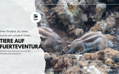 Tiere auf Fuerteventura – süß und faszinierend