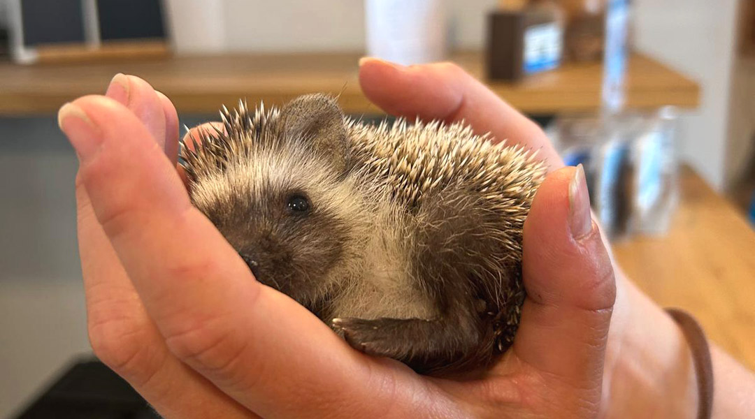 Igel-auf-der-Hand