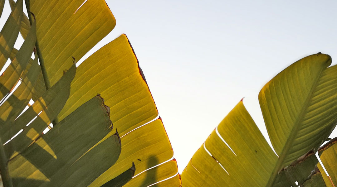 Palmenblätter im Garten - umweltbewusst surfen und wohnen